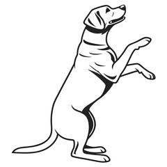 Elegant of Dog Standing on Hind Legs in Black and White Style