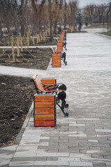 Row of wooden benches and matching planters along a paved walkway in a spring city park, ideal for illustrating urban landscaping, public seating, and recreational spaces. Photo