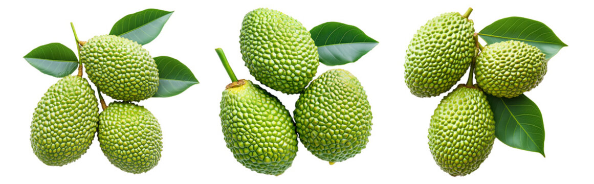 Marang fruit with textured skin and green leaves, isolated on white transparent background. Concept of tropical fruits.