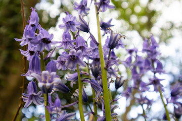 Looking up view of wild Bluebell flowers