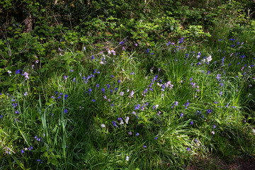 Wild Bluebell flowers in lush green forest floor