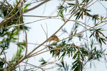 Myrtle and willow thickets on the coast of the Persian Gulf. Wintering and migratory passerines live in bushes. Streaked scrub warbler (Scotocerca)