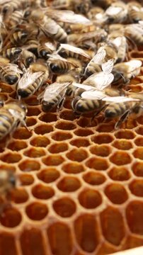 Many bees crawl on golden honeycombs and produce bee honey. Bees and the production of natural bee honey in the apiary. Life of a bee colony