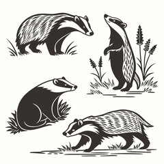 Badger Silhouette Set Four Black & White Poses in Field, Isolated on White. Clean Art
