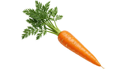 Isolated Fresh Orange Carrot with Green Leaves