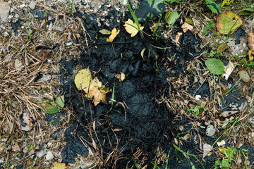 Engine oil pollution of green grass. Environmental issues and impacts on wildlife