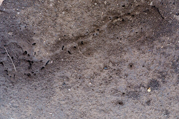 Big black ants build nests or houses on the ground.