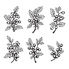 Elegant elderberry line art design for botanical illustrations