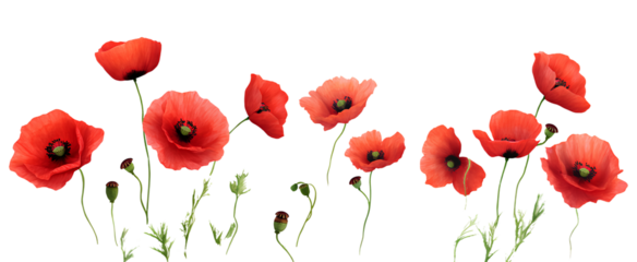  Cherry blossom branch with pink flowers on a white background, cutout, PNG file isolated on a transparent background,.png