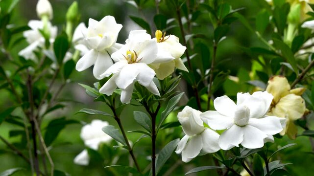 Togor Phool or Crape Jasmine or Chandni fower 4