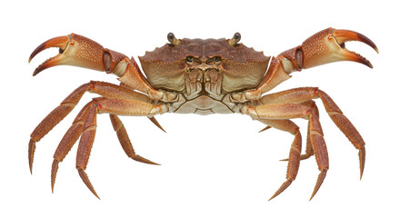 Isolated Brown Crab with Raised Claws