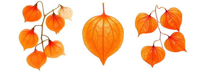 Set of orange physalis lantern flowers with delicate veins, isolated on white transparent background. Concept of nature and botanical beauty