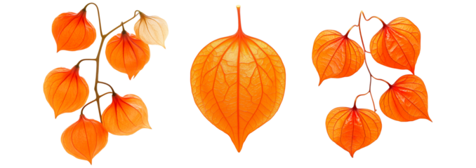 Set of orange physalis lantern flowers with delicate veins, isolated on white transparent background. Concept of nature and botanical beauty