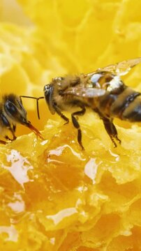 Two bees sit on a golden honeycomb and process and produce bee honey. Close-up. Production of organic bee honey. The concept of a proper healthy diet without sugar