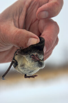 A man holds Eurasian water shrew (Neomys fodiens) by the scruff of the neck because it has venomous teeth that paralyze even medium-sized mammals