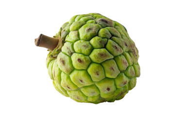 Obraz premium Harvesting cherimoya fruit in tropical gardens