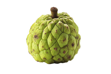 Obraz premium Harvesting cherimoya tropical fruit delight