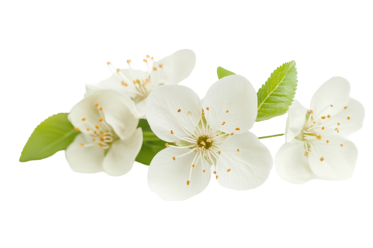 Beautiful blossom flower with delicate petals isolated on white perfect for nature or spring themed designs - Powered by Adobe