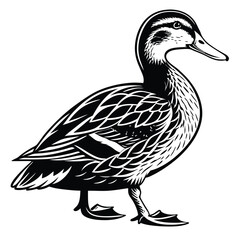 Monochrome Isolated Duck Silhouette, Detailed Plumage Texture, Standing Profile View