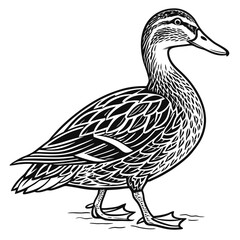 Outlined Duck Standing Isolated on White Background | Black and White Bird Drawing