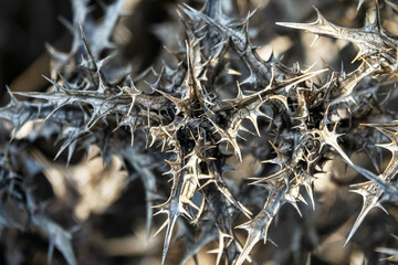 A prickly dry plant golden thistle (sic) in bulk. The expression is extremely prickliness