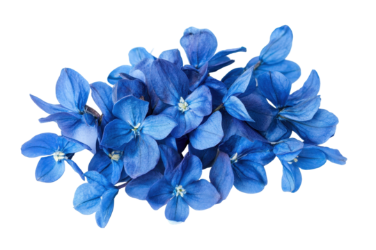 Blue bluebell spring flowers in full bloom isolated on white perfect for seasonal or floral design themes