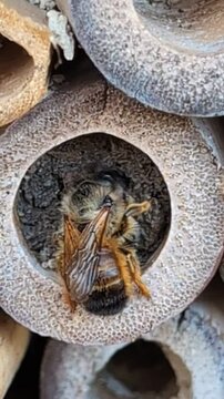 Bienenhotel