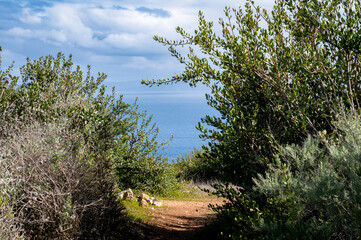 Dirt trails and tall greenery during Springtime 