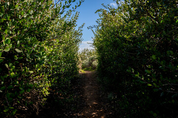 Dirt trails and tall greenery during Springtime 