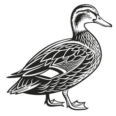 Black & White Duck Illustration, Detailed Feather Pattern, Isolated Bird, Side View