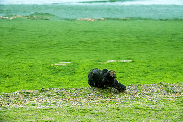 The root of the plant was washed and treated with waves. A quirk of nature, Interesting shape, to collect all sorts of things on the beach during a walk - useless thing, Interesting for a second