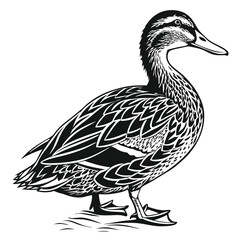 Detailed Silhouette Duck Isolated, Duck Outline Drawing, Monochrome Bird