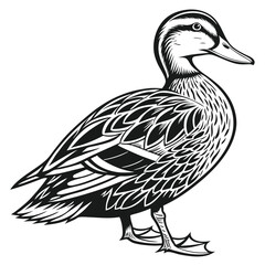 Elegant Black and White Duck Illustration; Detailed, Line Art, Isolated, Standing