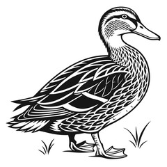 Monochrome Duck Standing on Grass, Detailed Plumage, Waterfowl Illustration, Isolated