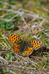 Obraz premium beautiful orange butterfly sits on the ground nature insects green grass macro