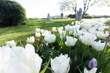 plant background from tulips