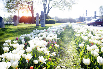 plant background from tulips