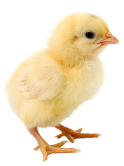 Obraz premium A yellow chick with orange feet stands against a black background.