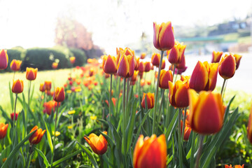 plant background from tulips