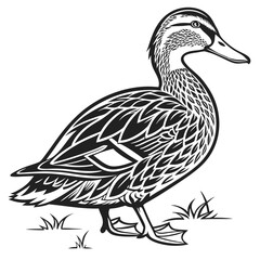 Duck Detailed Feather Outline, Wildlife Bird Stance on Grassy Field Art