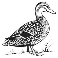 Duck Standing Black and White Wildlife Bird Design With Line Art Drawing