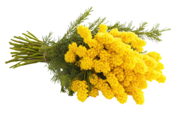 Vibrant mimosa flower bouquet isolated on white background perfect for nature inspired or botanical themed artwork