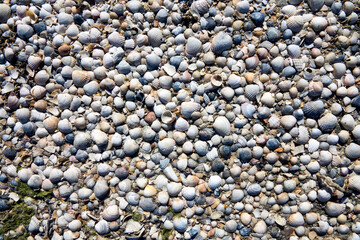 Shell pavement in the tidal zone, surge and surf. It is interesting that the action of water always lays the shell valves with the convex side up. Cardium and venus. For earth watchers