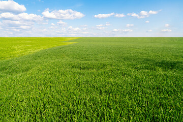 Naklejka premium Young green wheat field under blue sky in springtime