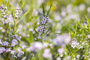 The Diosma hirsuta pink sensation is a small evergreen shrub. This plant produces an abundant pink coloured bloom, wich blooms in spring.