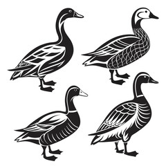 Stylized Black & White Duck Silhouette Set, Isolated Bird Standing in Various Poses