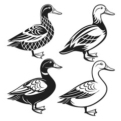 Four Duck Birds, Black and White, Decorative Design Elements, Isolated on White, Detailed 88