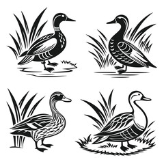 Obraz premium Ducks in Grass Monochrome Design. Four Ducks, Bird, Waterfowl, Wildlife, Isolated