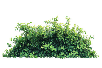 Naklejka premium Isolated plant bushes and shrubs in PNG format on white background ideal for nature and outdoor scenes
