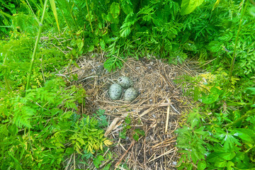 Hatching of chicks in Scandinavian lesser black-backed gull (Larus fuscus fuscus) nest. Eastern Gulf of Finland
